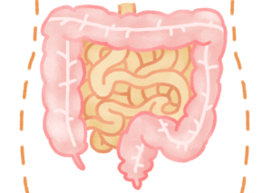 腸のイメージ